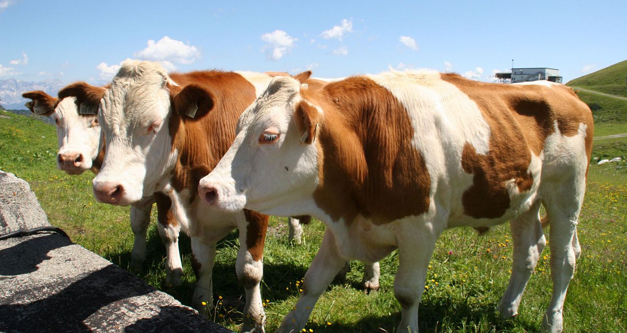 Kühe in Zauchensee